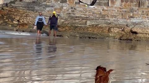 Gull Steals My Dog's Boll
