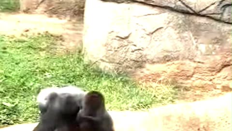 Epic Wild Encounter Live