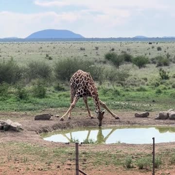 Gotta be pretty flexible in order to drink some water
