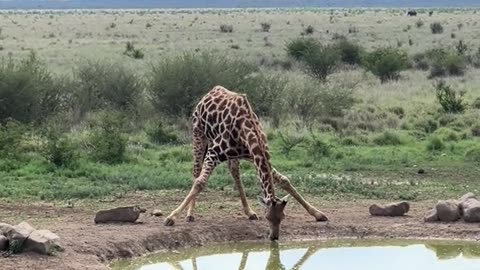 Gotta be pretty flexible in order to drink some water