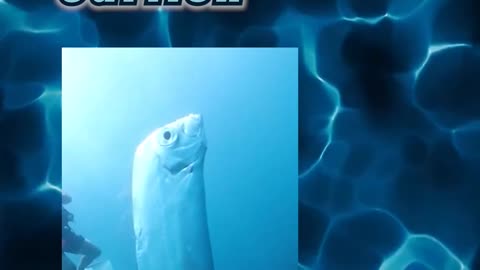🦈 5 Guinness Record fish that redefine freaky — and #1's been feared since '75.
