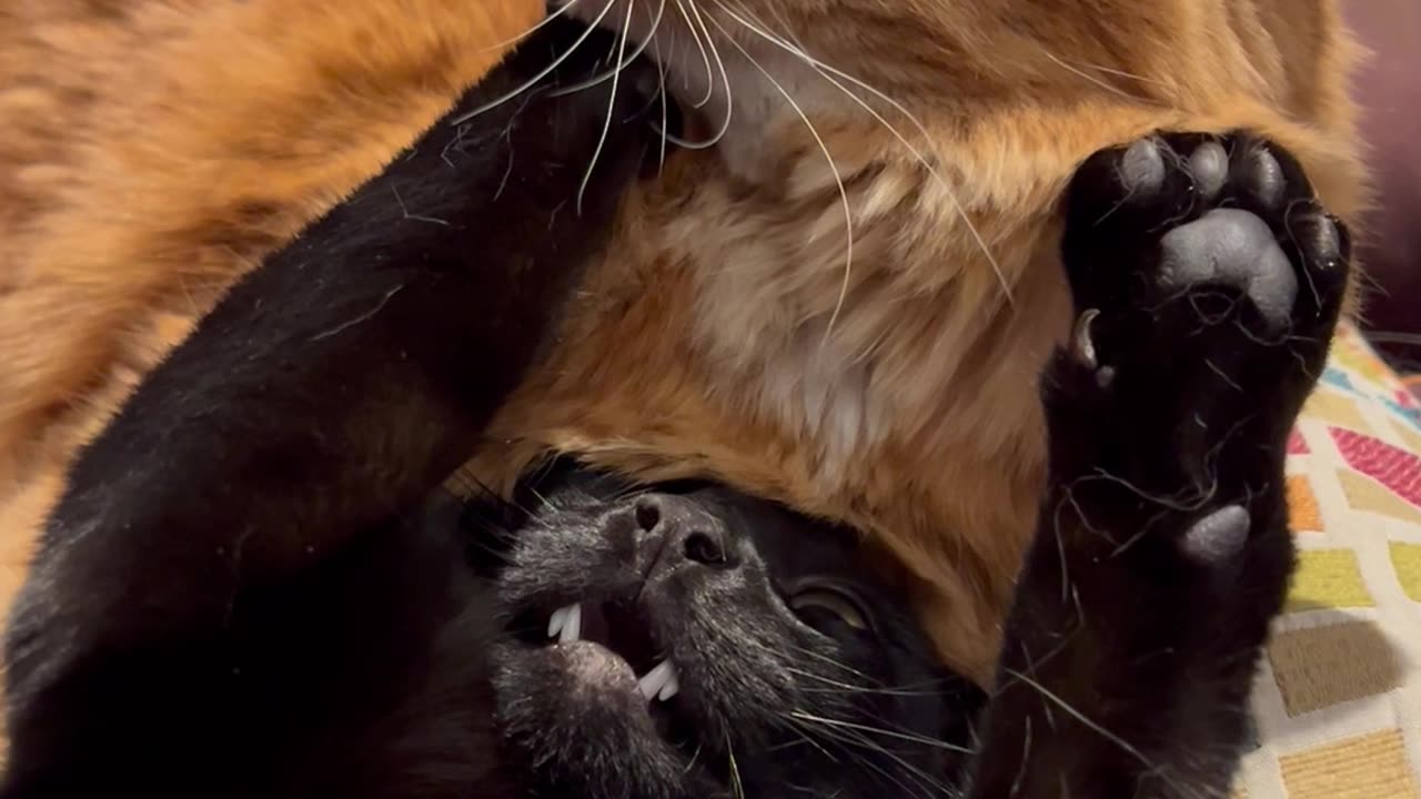 Every Black Cat Needs Their Orange Cat