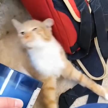 Cat Smells a Fart… Then Faints! Funniest Reactions Ever!..😩😩😩