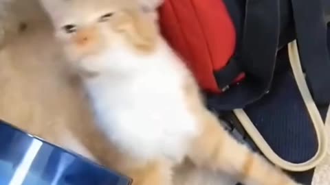 Cat Smells a Fart… Then Faints! Funniest Reactions Ever!..😩😩😩
