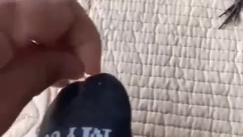 Bird Assists in Sewing, Pulls Needle with Beak!