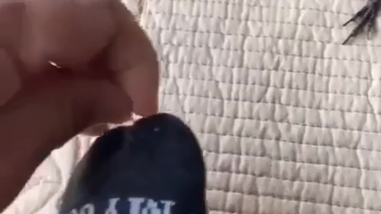 Bird Assists in Sewing, Pulls Needle with Beak!