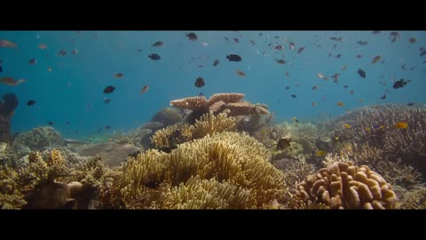 OCEAN WITH DAVID ATTENBOROUGH OFFICIAL TRAILER IN CINEMAS NOW Altitude Films