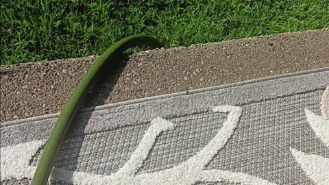 Italian wall lizard
