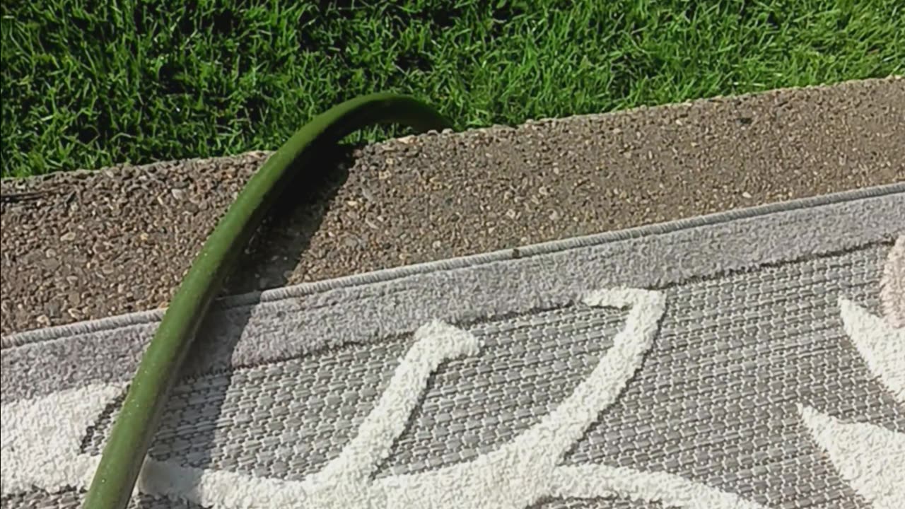 Italian wall lizard