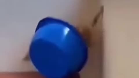 😂👮‍♂️ You're in Jail! Watch This Hilarious Animal Antic! | FunFM