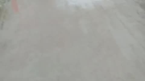 See more dog