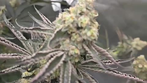 DaJawbreaker week 9 flower