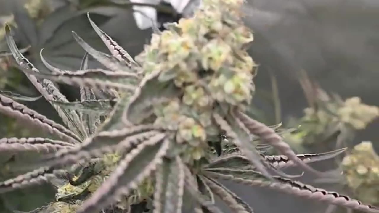 DaJawbreaker week 9 flower