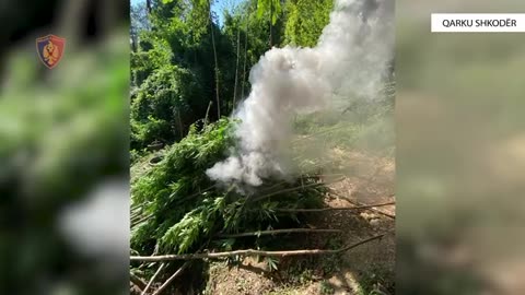 Asgjësohen 9317 bimë narkotike, shpallet në kërkim 52-vjeçari, procedohet kryeplaku
