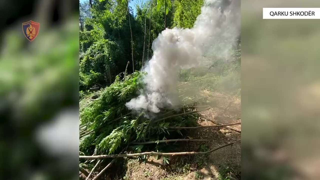 Asgjësohen 9317 bimë narkotike, shpallet në kërkim 52-vjeçari, procedohet kryeplaku