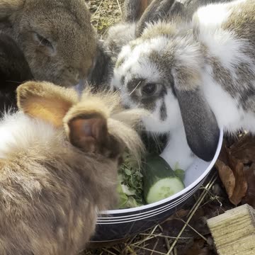 Curious Bunny Explores Toy – Adorable