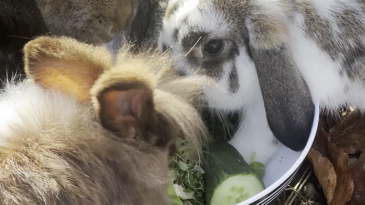 Curious Bunny Explores Toy – Adorable