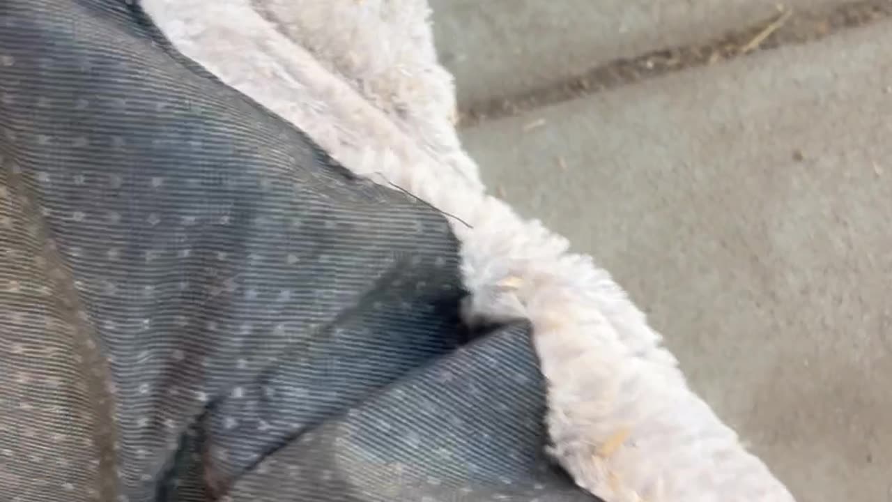 Oinking Pig Burrowed Into Bed