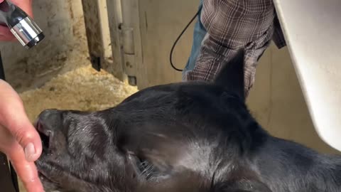 A lost Calf getting some Love and then back to momma, cartercountrymeats.com