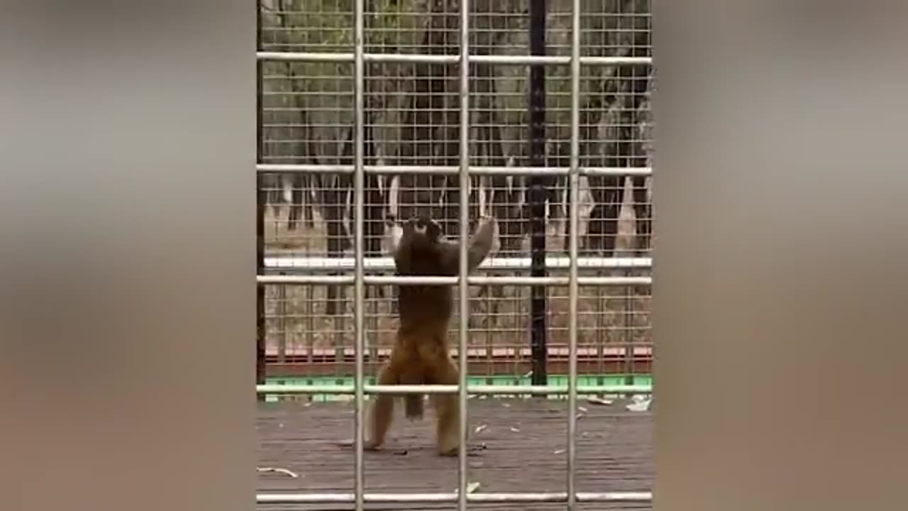 videoplayback 3.mp4