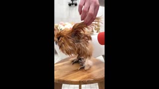 Daddy Goat 24/7 - Out Of Context Memes & Videos