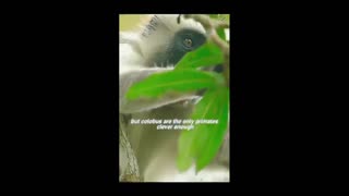 Daddy Goat 24/7 - Out Of Context Memes & Videos