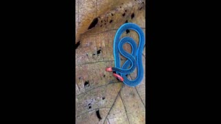 Daddy Goat 24/7 - Out Of Context Memes & Videos