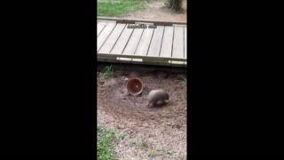 Daddy Goat 24/7 - Out Of Context Memes & Videos