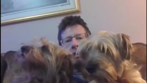 Seven years! Batman, Chewy and I celebrate our seventh anniversary! #yorkshireterrier