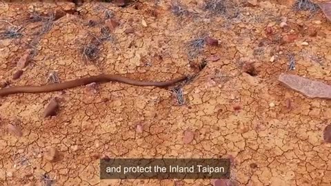 THE DEADLYINLAND TAIPAN