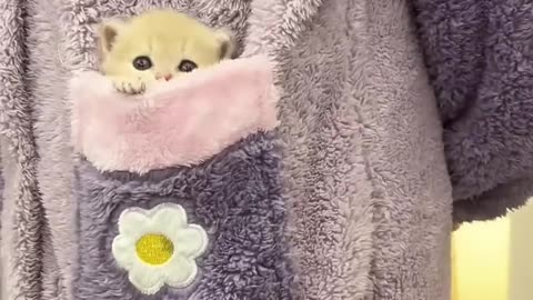 funny cat videos