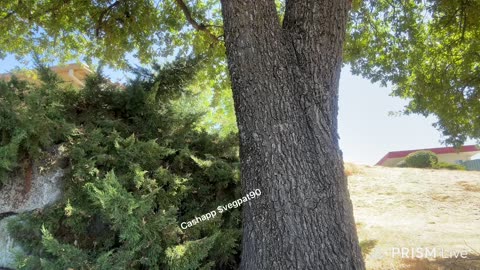 08/03/25 Vegan Patriot VOD: "How You Are 🎶"