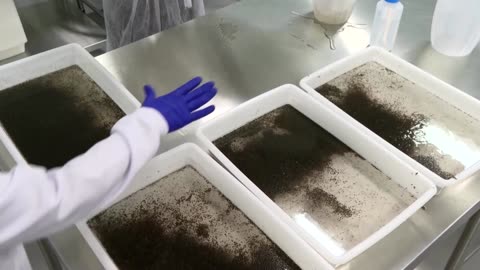 Brazil's mosquito factory aims to stop dengue fever 