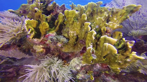 Destination Dive Episode 4