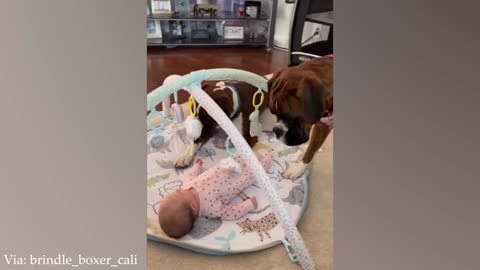 When your dog is the best babysitter