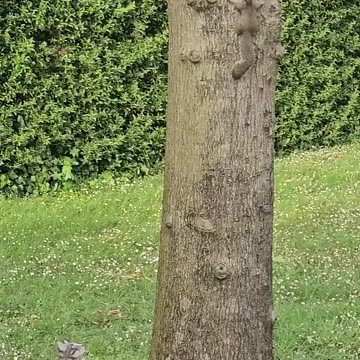 Poor squirrel escaped from two cats.