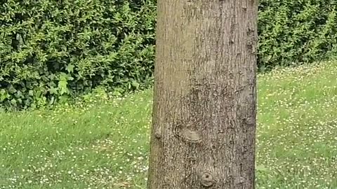 Poor squirrel escaped from two cats.