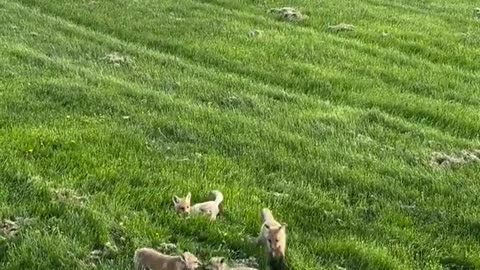Wrestling match 🦊