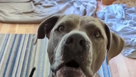 DOGS SAY 😘 I LOVE YOU
