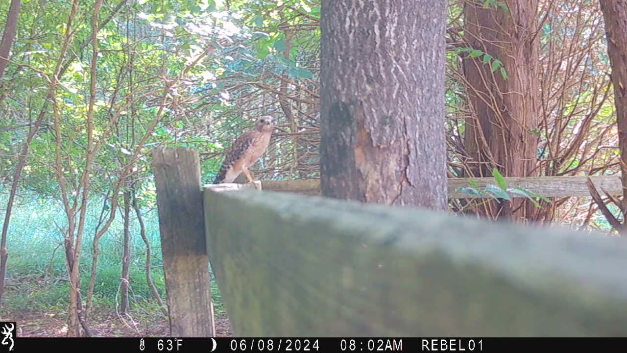 Hawk on tha Prowl