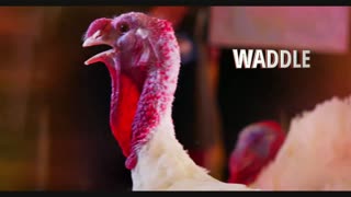 OFF TOPIC SHOW Thanksgiving Eve BANGER