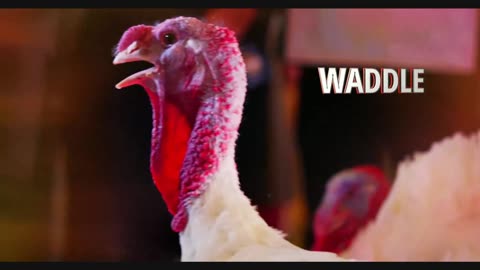 OFF TOPIC SHOW Thanksgiving Eve BANGER