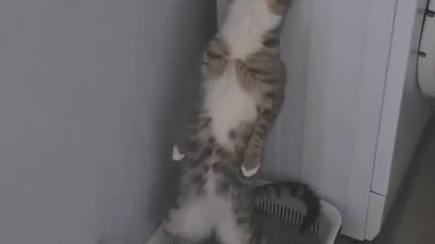 "What is this cat doing?" 🤔