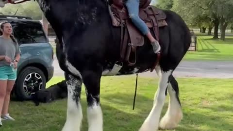 TOP 7 Famous Horse Breeds In The World