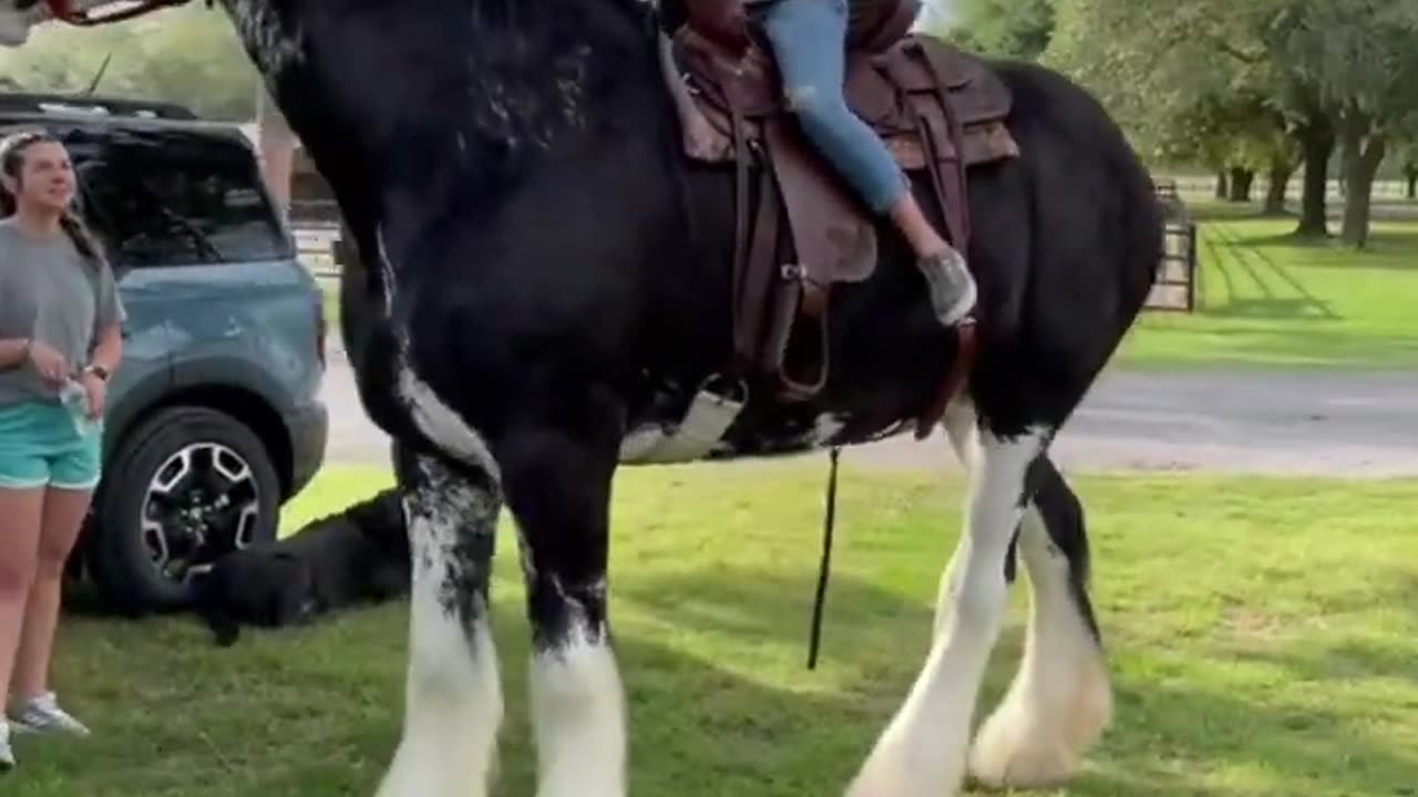 TOP 7 Famous Horse Breeds In The World