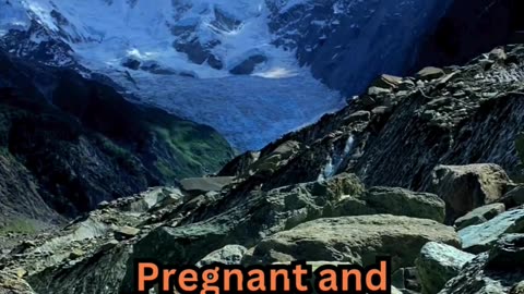 Pregnancy Sleepless Facts#ElderCare 🧓 #SleepTips 😴 #CalmNights 🌙 #RestEasy 🛏️ #GoldenYears 🌟