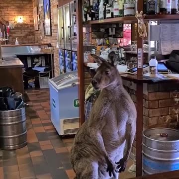 Kangaroo wants to be a bartender | only in Australia 🇦🇺