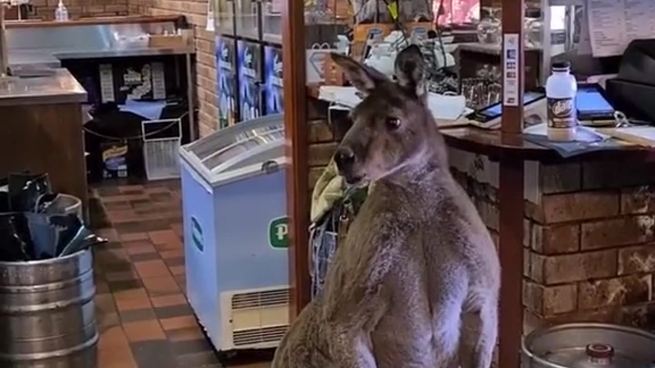 Kangaroo wants to be a bartender | only in Australia 🇦🇺