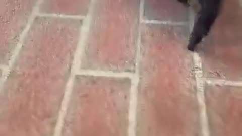 Just a little piggy saying hi! 🐷