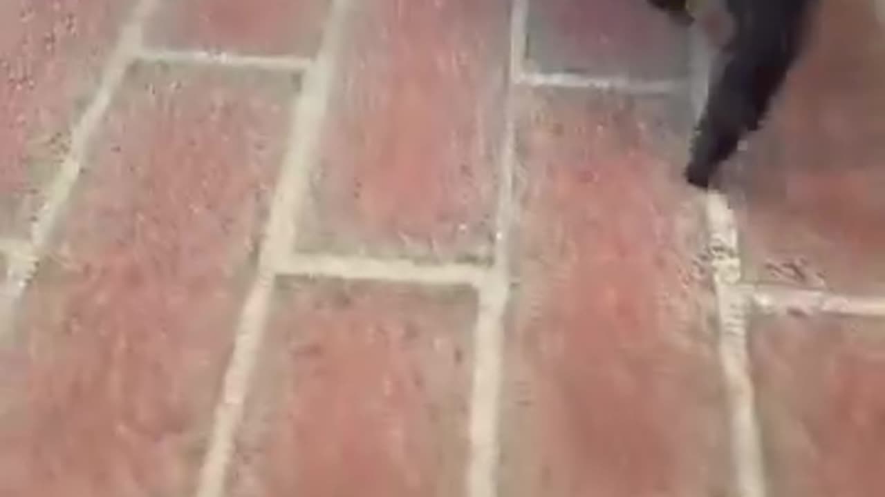 Just a little piggy saying hi! 🐷